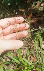 Dichanthelium commutatum