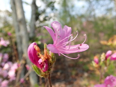 Rhododendron reticulatum