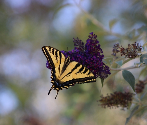 iNaturalist observation photo of Western Tiger Swallowtail