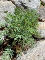 Eschscholzia californica