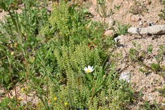 Alyssum alyssoides
