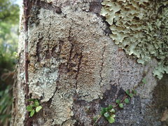 Pannaria allorhiza