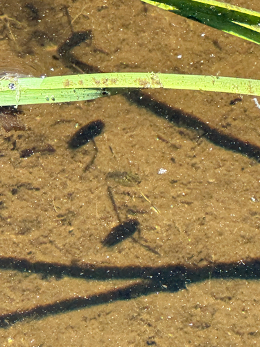 iNaturalist observation photo of Milky Backswimmers