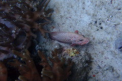 Cephalopholis cyanostigma