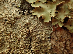 Pannaria allorhiza