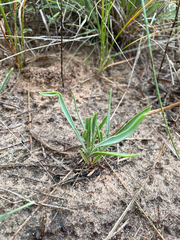 Penstemon angustifolius