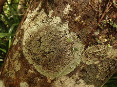 Pannaria minutiphylla
