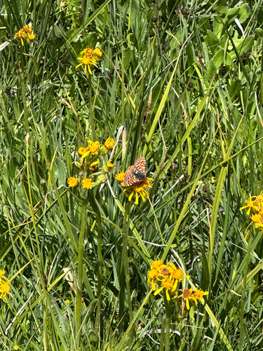 iNaturalist observation photo of Anicia Checkerspot
