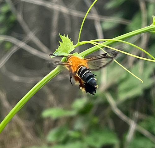 Melittia sangaica