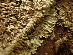 Pannaria minutiphylla
