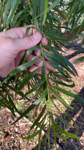 Daviesia arborea observed 2026-06-24