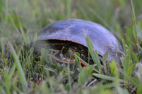 Painted Turtle