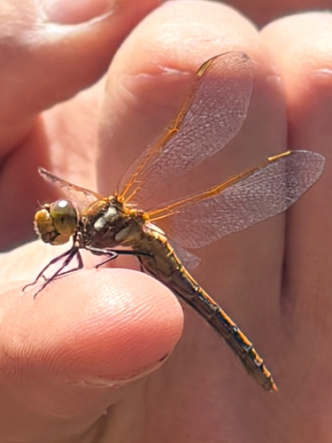 iNaturalist observation photo of Red-veined Meadowhawk