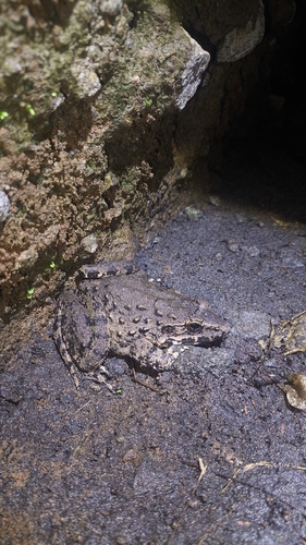 Limnonectes macrodon