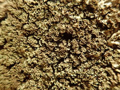 Pannaria minutiphylla