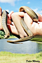 Bogert's Garter Snake photo 4