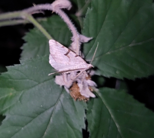 V-Moth