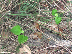 Matelea edwardsensis