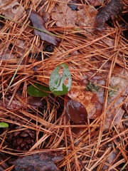 Smilax glauca