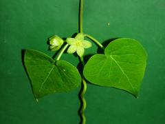 Matelea edwardsensis