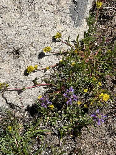 Penstemon heterodoxus, photograph 6