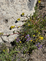 Penstemon heterodoxus, photograph (c) paulexcoff, some rights reserved (CC BY-SA)