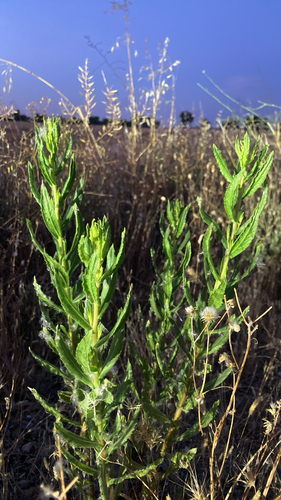 false yellowhead