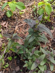 Monarda bradburiana