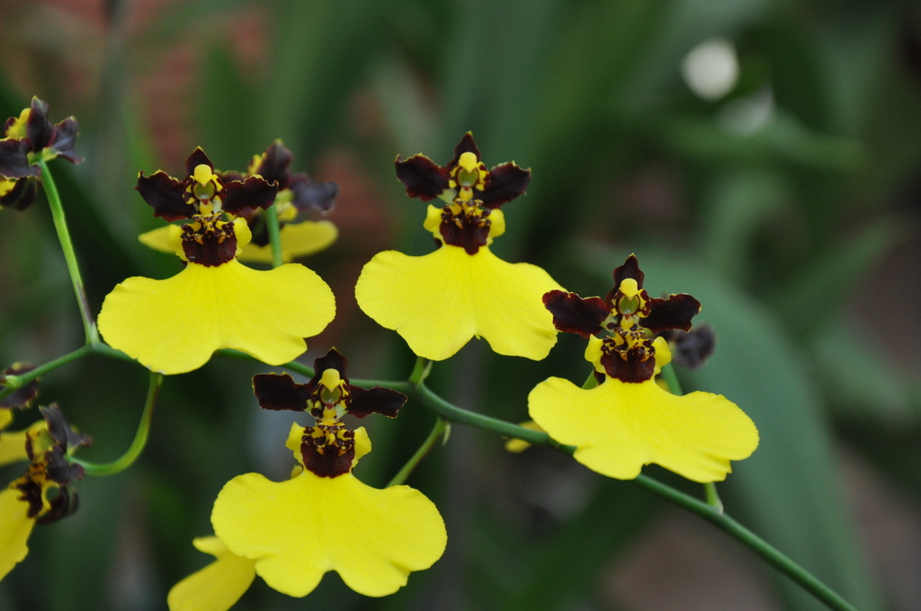 Gomesa insignis