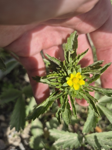 rough cinquefoil