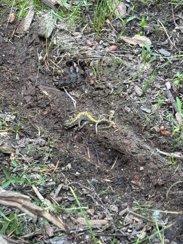 iNaturalist observation photo of Long-toed Salamander