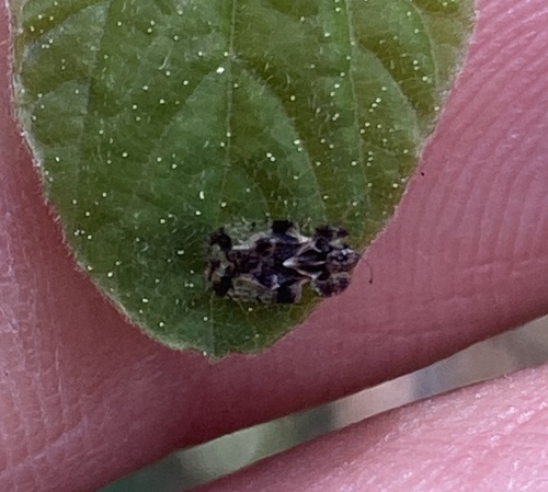 iNaturalist observation photo of Lace Bugs