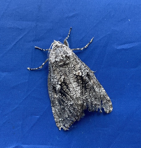 iNaturalist observation photo of Acossus