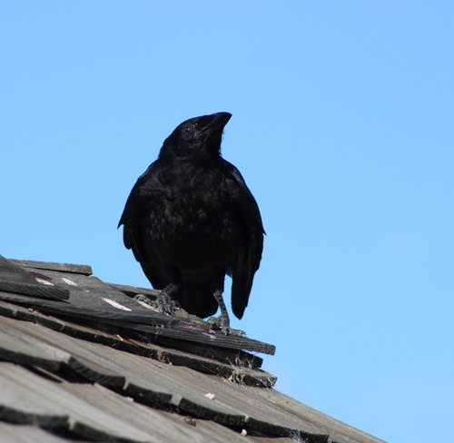 iNaturalist observation photo of American Crow