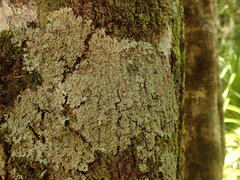 Pannaria minutiphylla