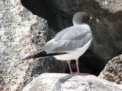 Swallow-Tailed Gull photo 4