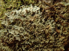 Pannaria minutiphylla
