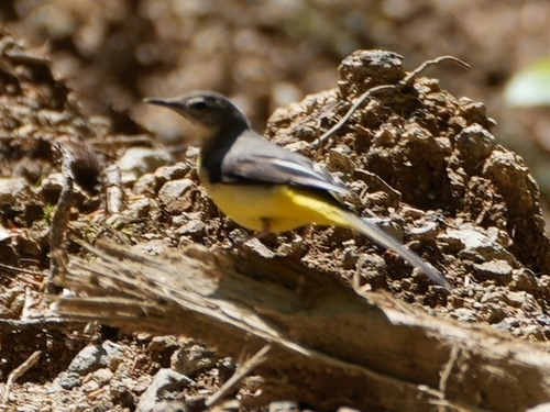 Grey Wagtail