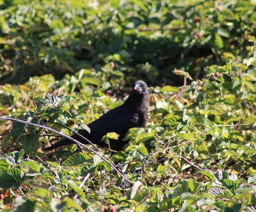 iNaturalist observation photo of American Crow