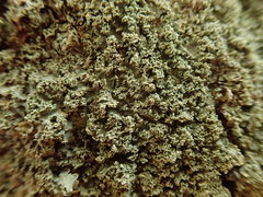 Pannaria minutiphylla