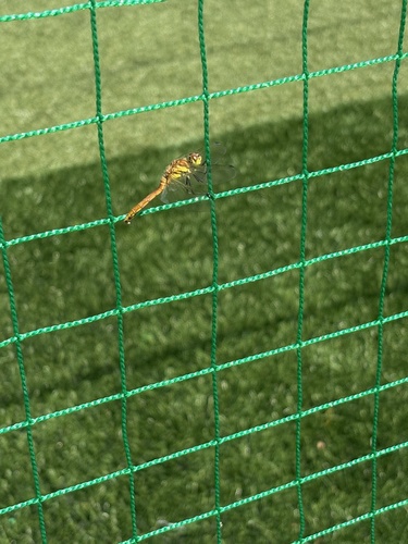 Autumn Darter