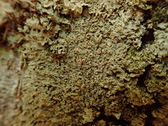 Pannaria minutiphylla