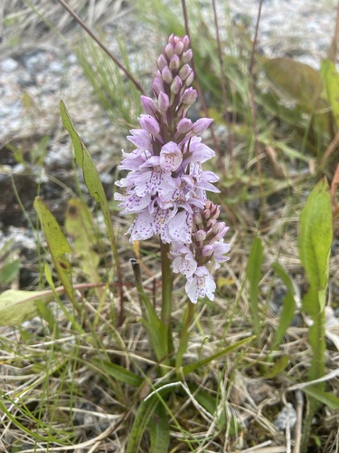 heath spotted orchid