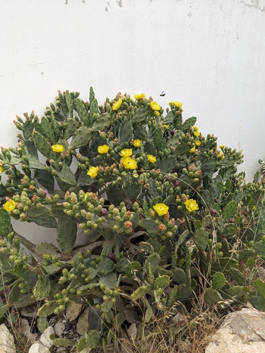 shell mound pricklypear