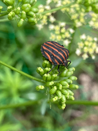 Graphosoma rubrolineatum