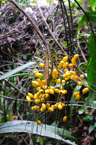 Synechanthus warscewiczianus, 2026-06-23