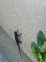 Sceloporus occidentalis
