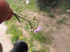 Spergularia purpurea