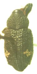 Heilus tuberculosus