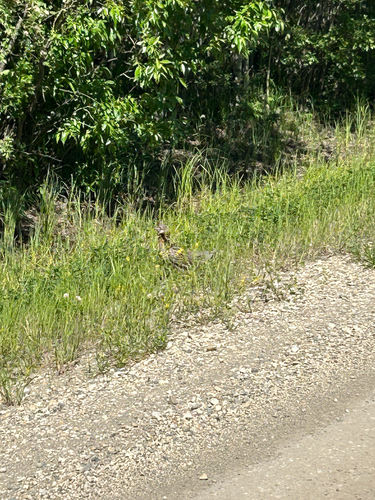 Ruffed Grouse